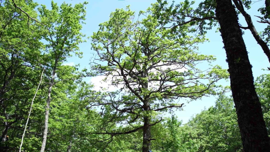 Piantumazione alberi in via Manara. Divieto di sosta e fermata su un lato del parcheggio prospiciente le essenze arboree