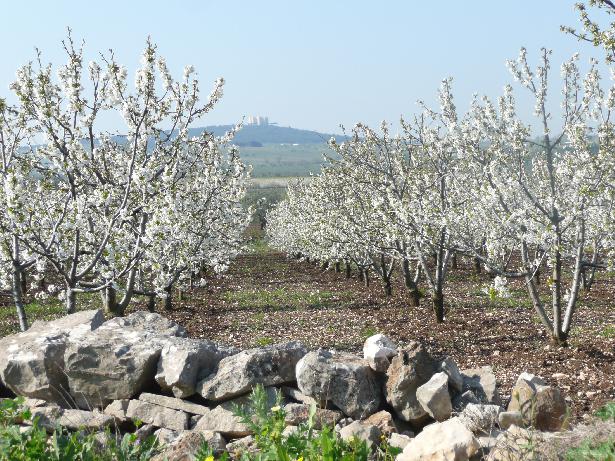 La campagna andriese e la Murgia